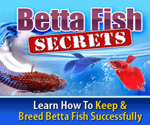 Betta Fish Secrets