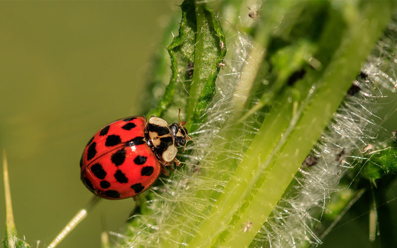 How to Attract Good Insects to Your Vegetable Garden